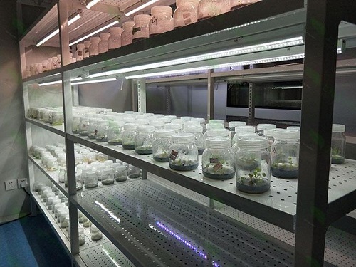 宝应植物组织培养实验室设计建设方案